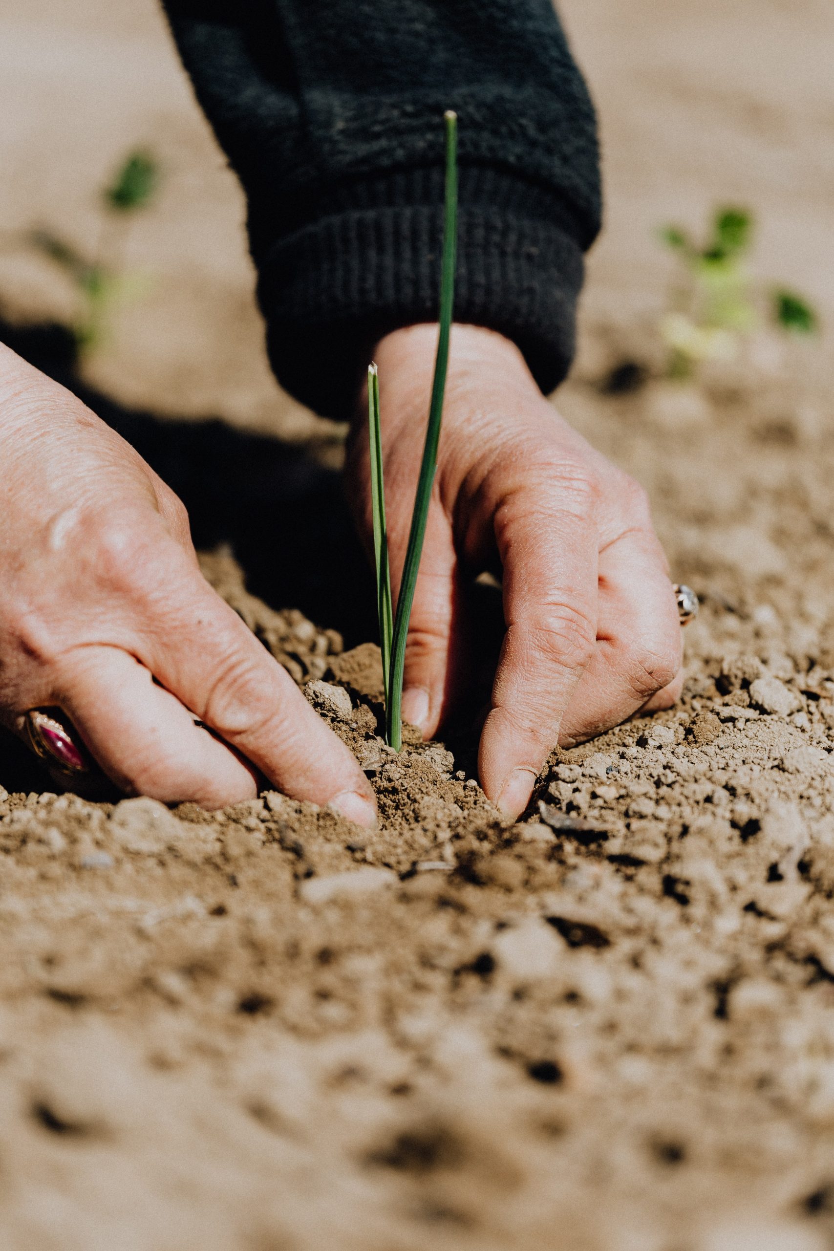 Beneficios de la jardinería